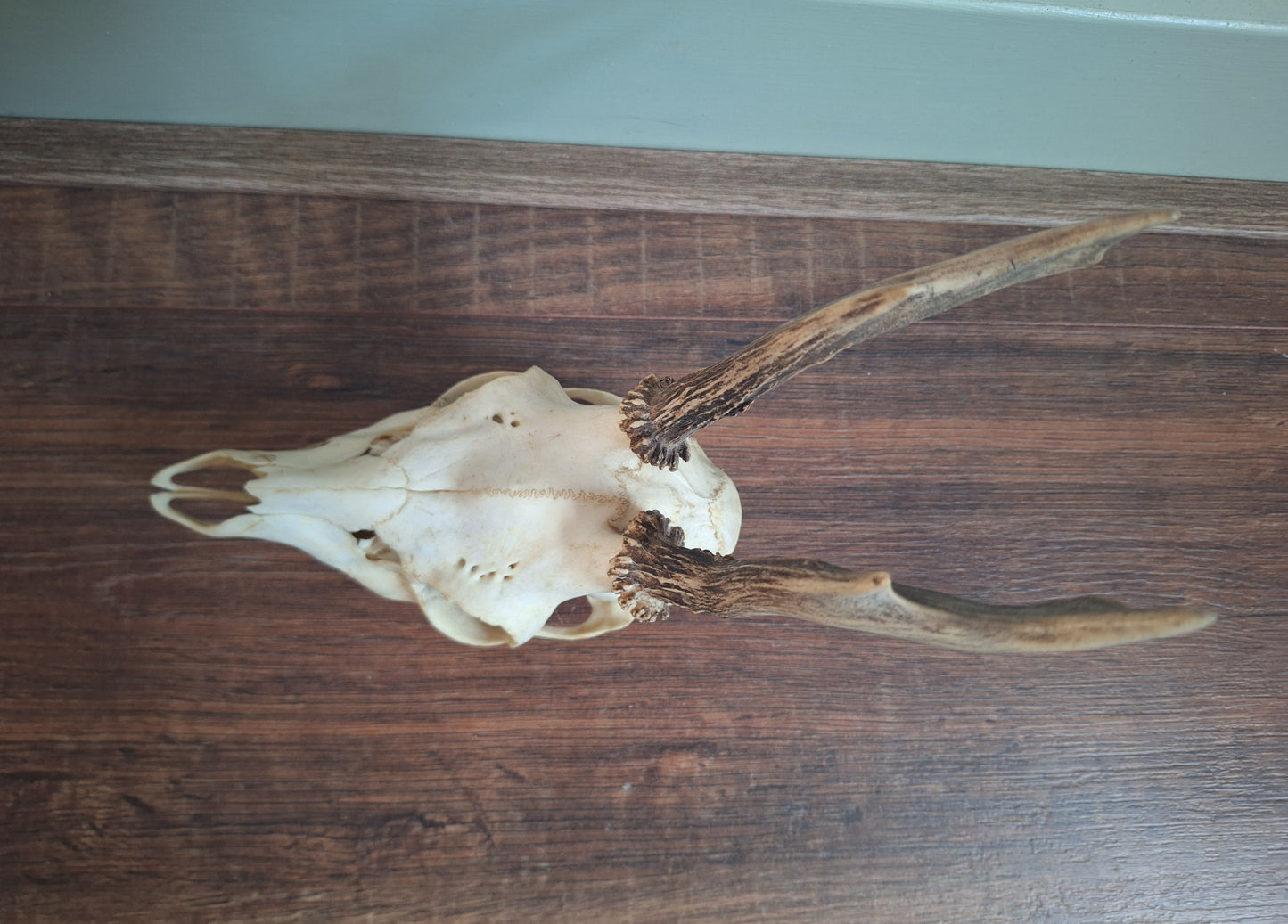 Roe buck upper skull #15