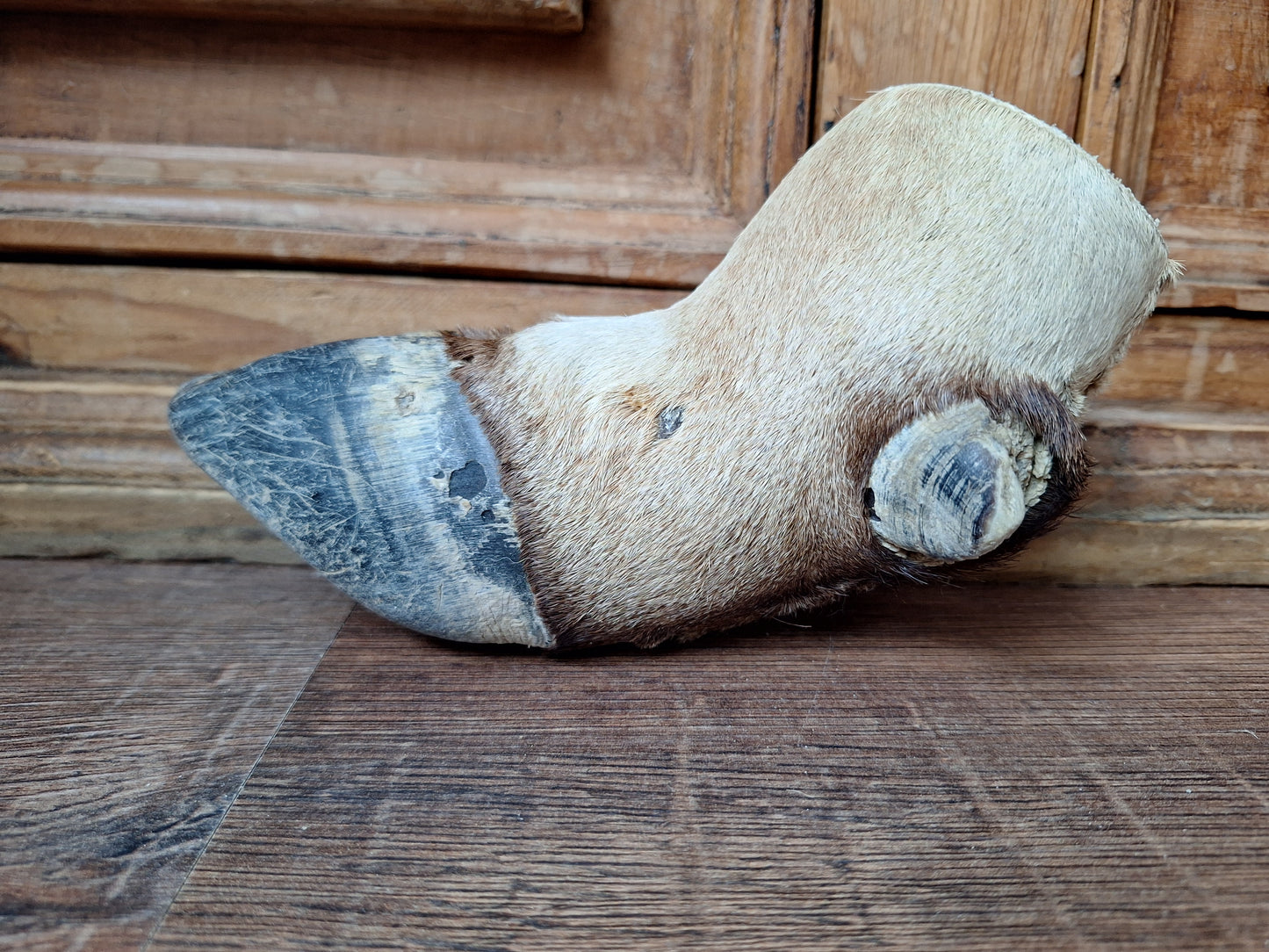 Vintage gemsbok foot