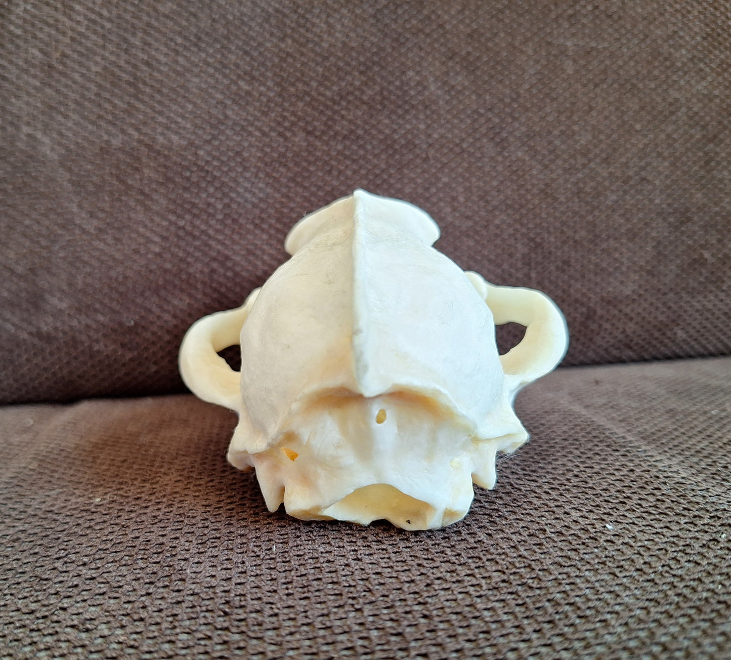 Badger skull #10
