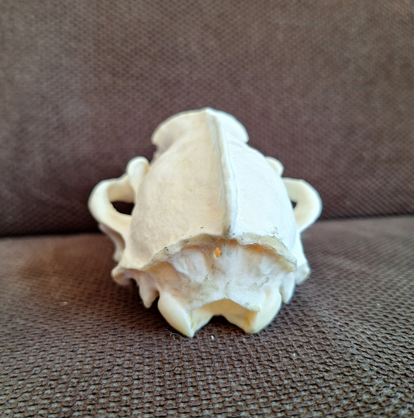 Badger skull #9