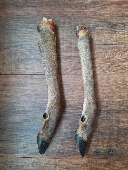 Red deer lower legs