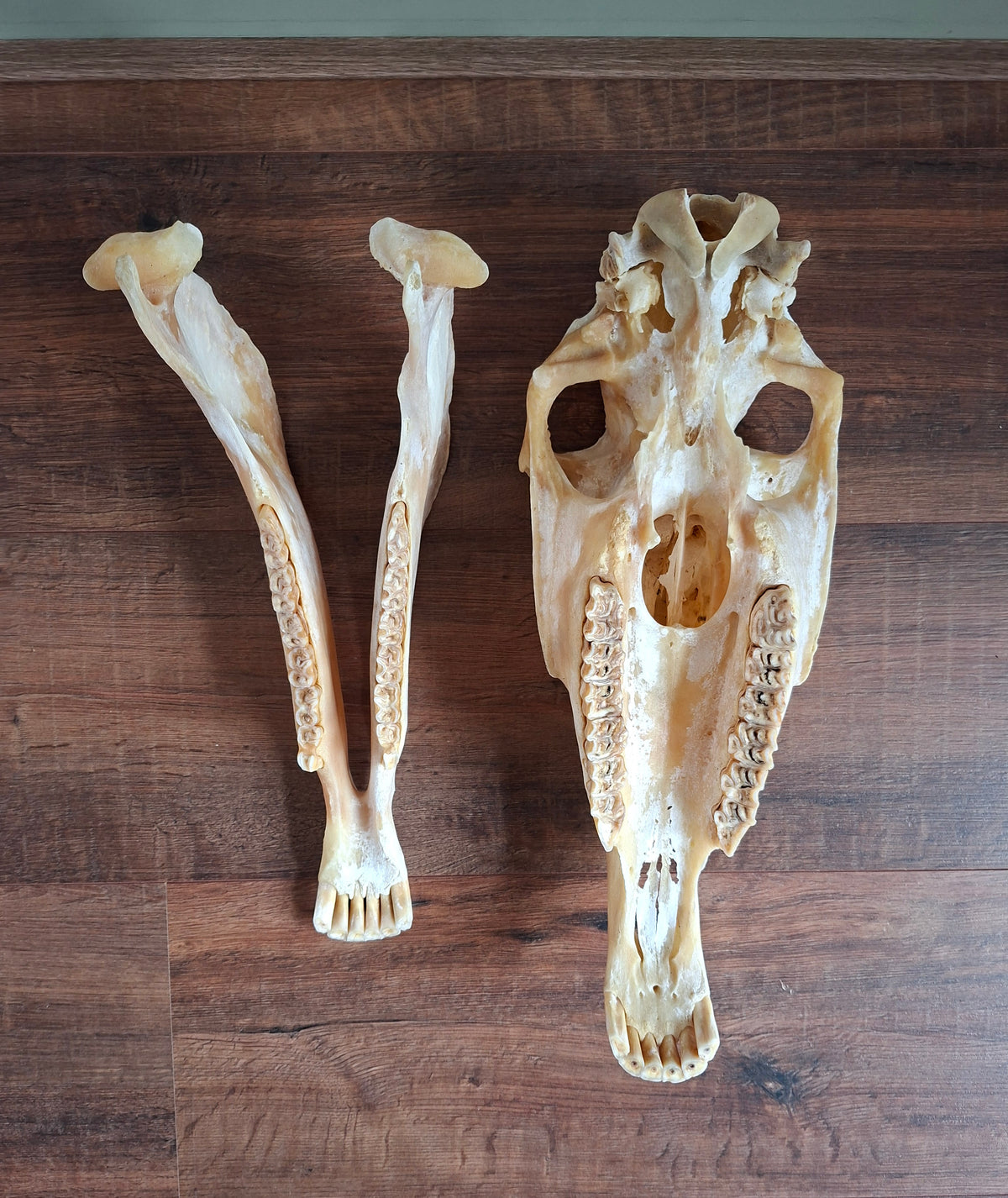 Horse skull