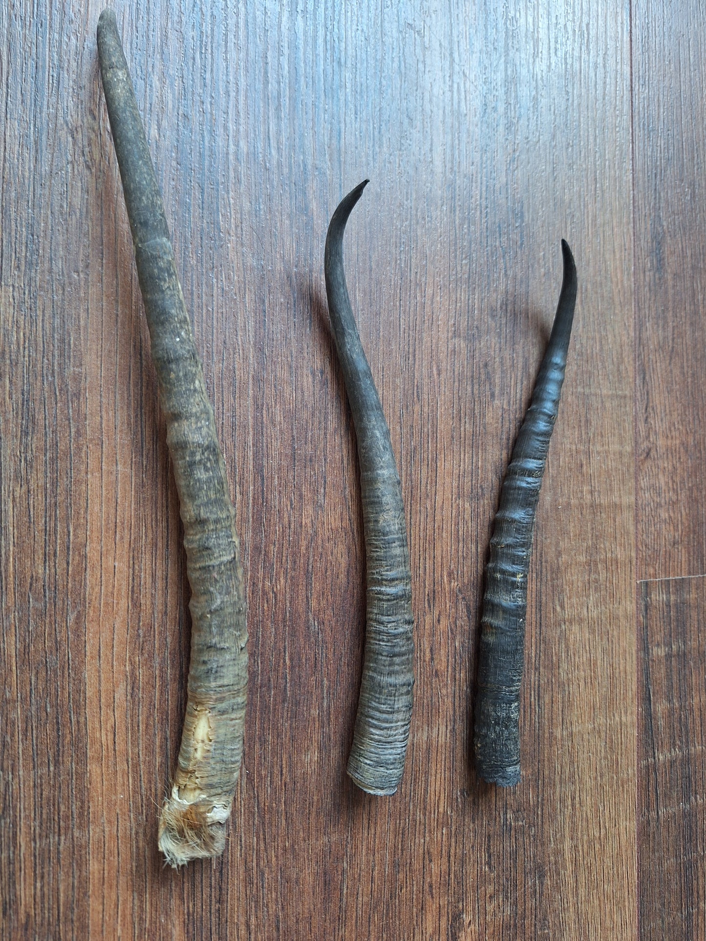 Dorcas gazelle horns, single