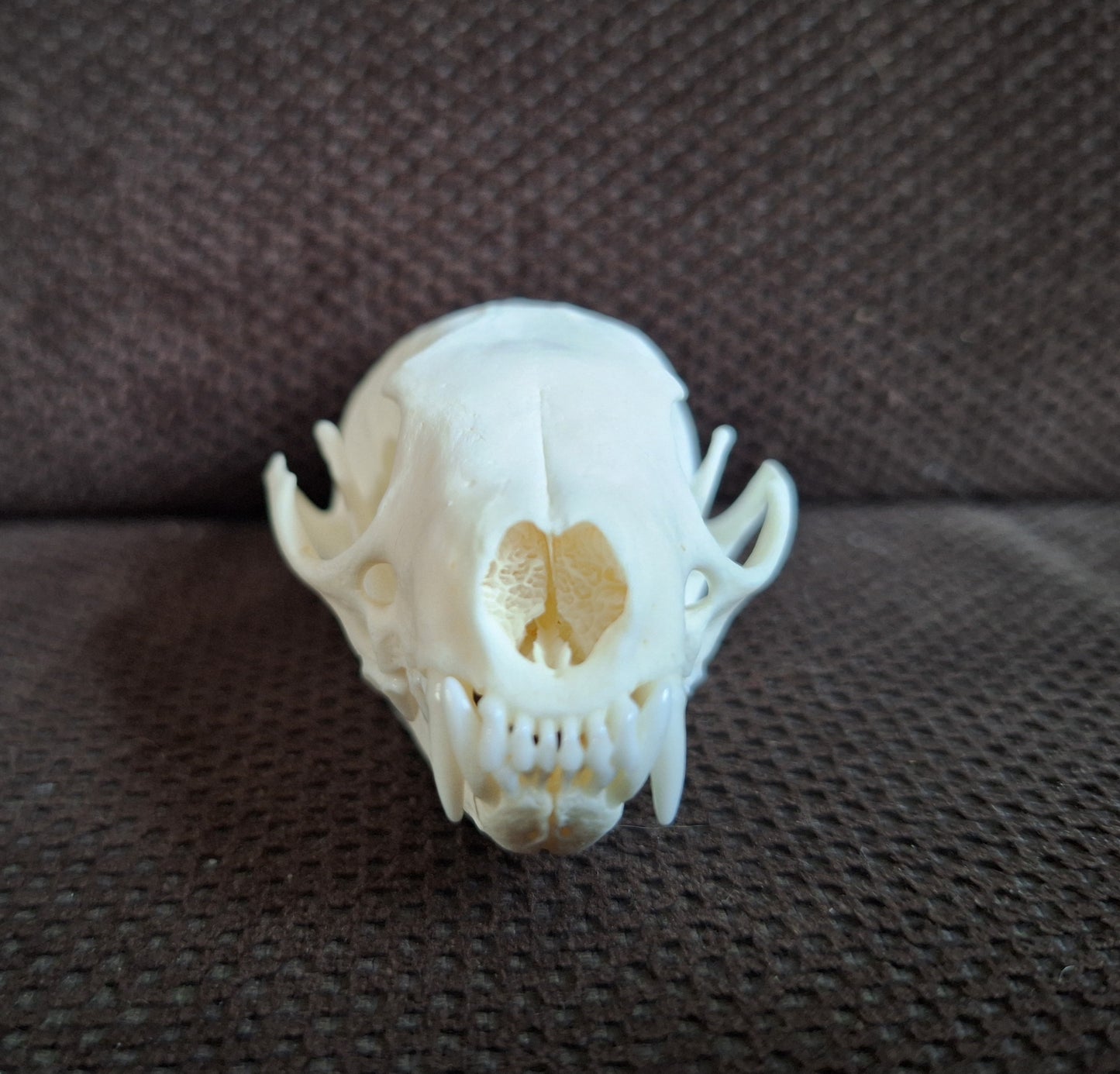 Stone marten skull #3