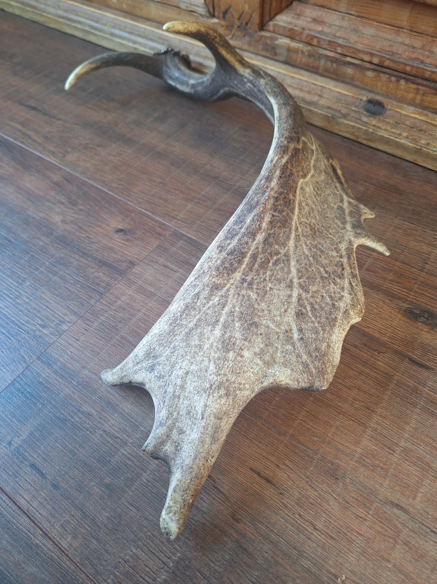 Fallow deer antler, single #13