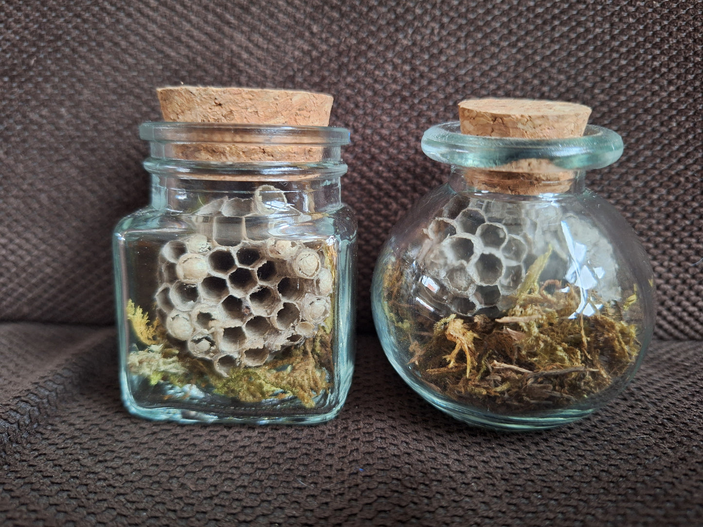 Wasp nest in glass jar
