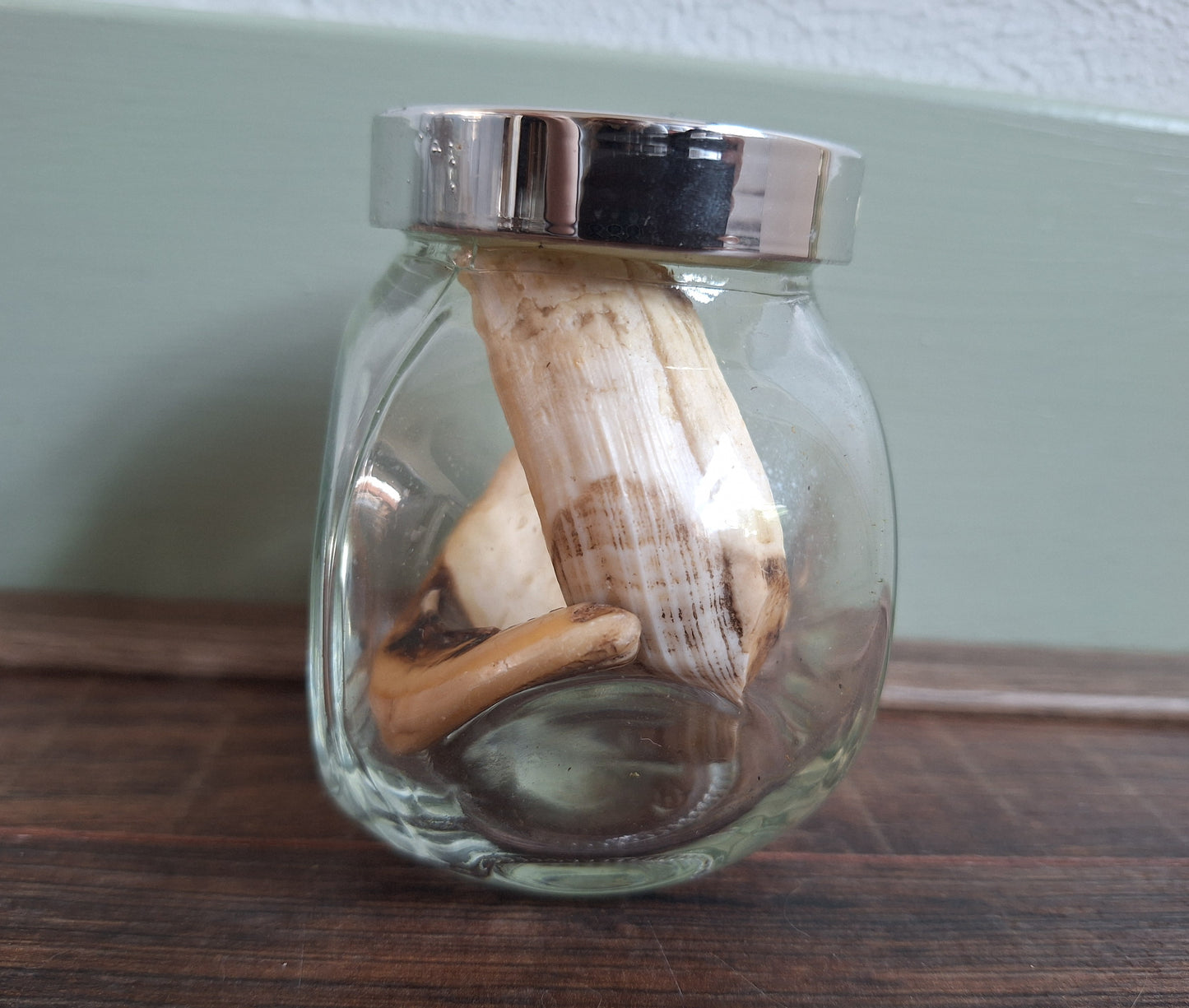 Wild boar upper jaw tusks in glass jar