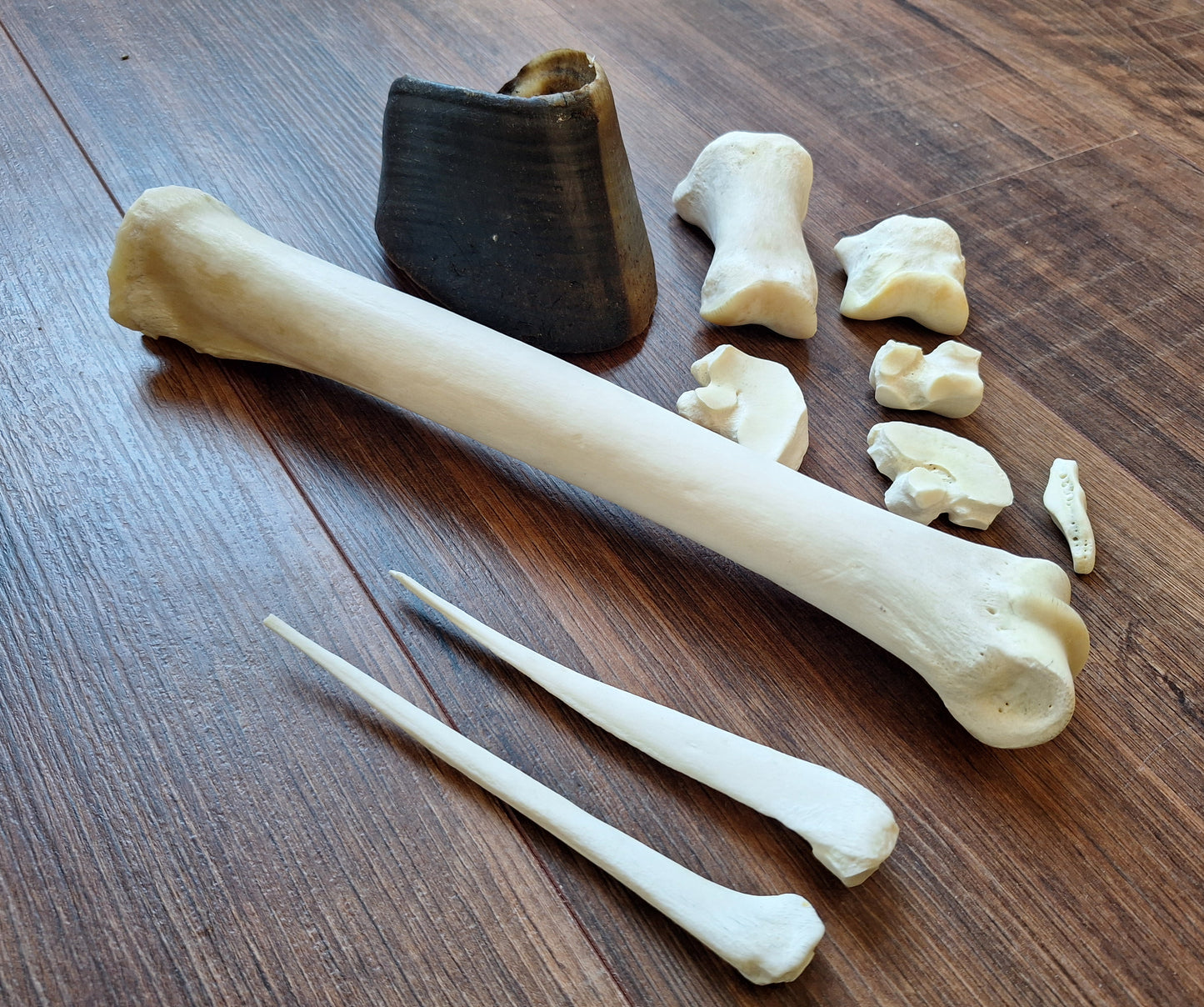 Horse lower leg bone set