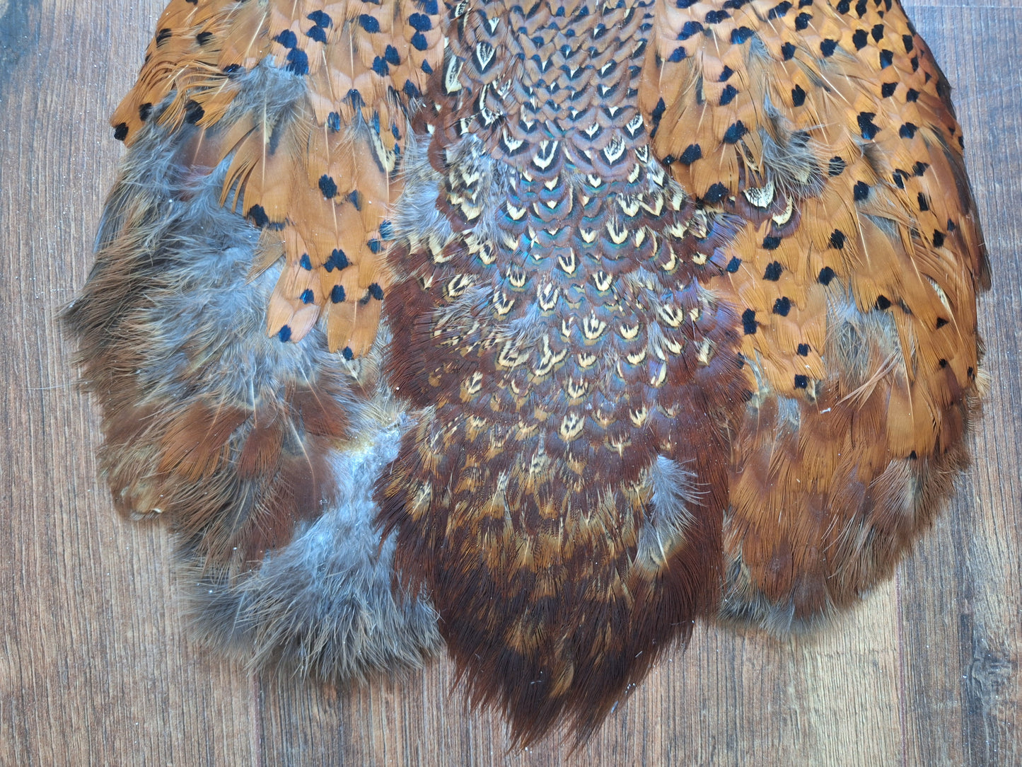 Pheasant skin