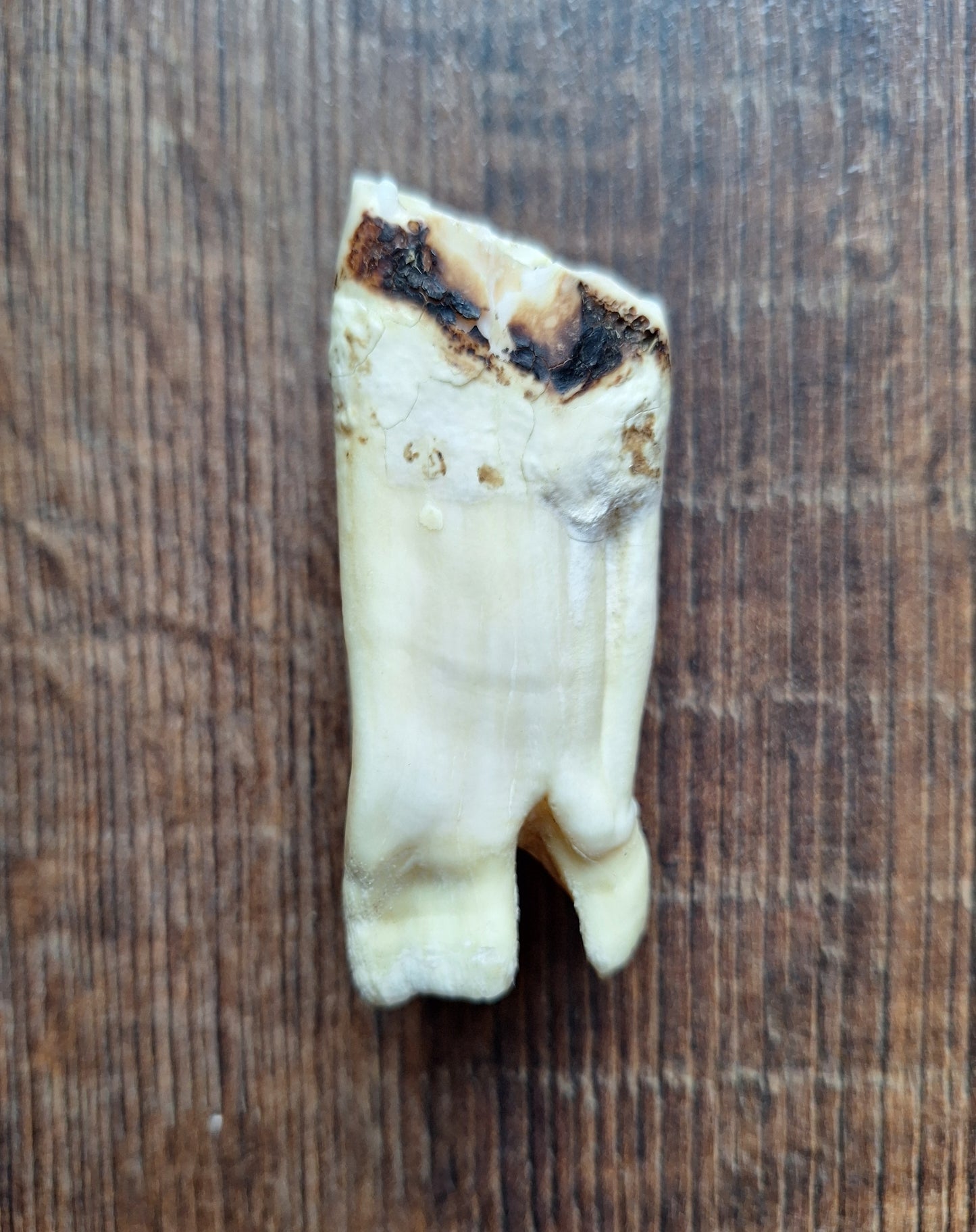 Cow tooth