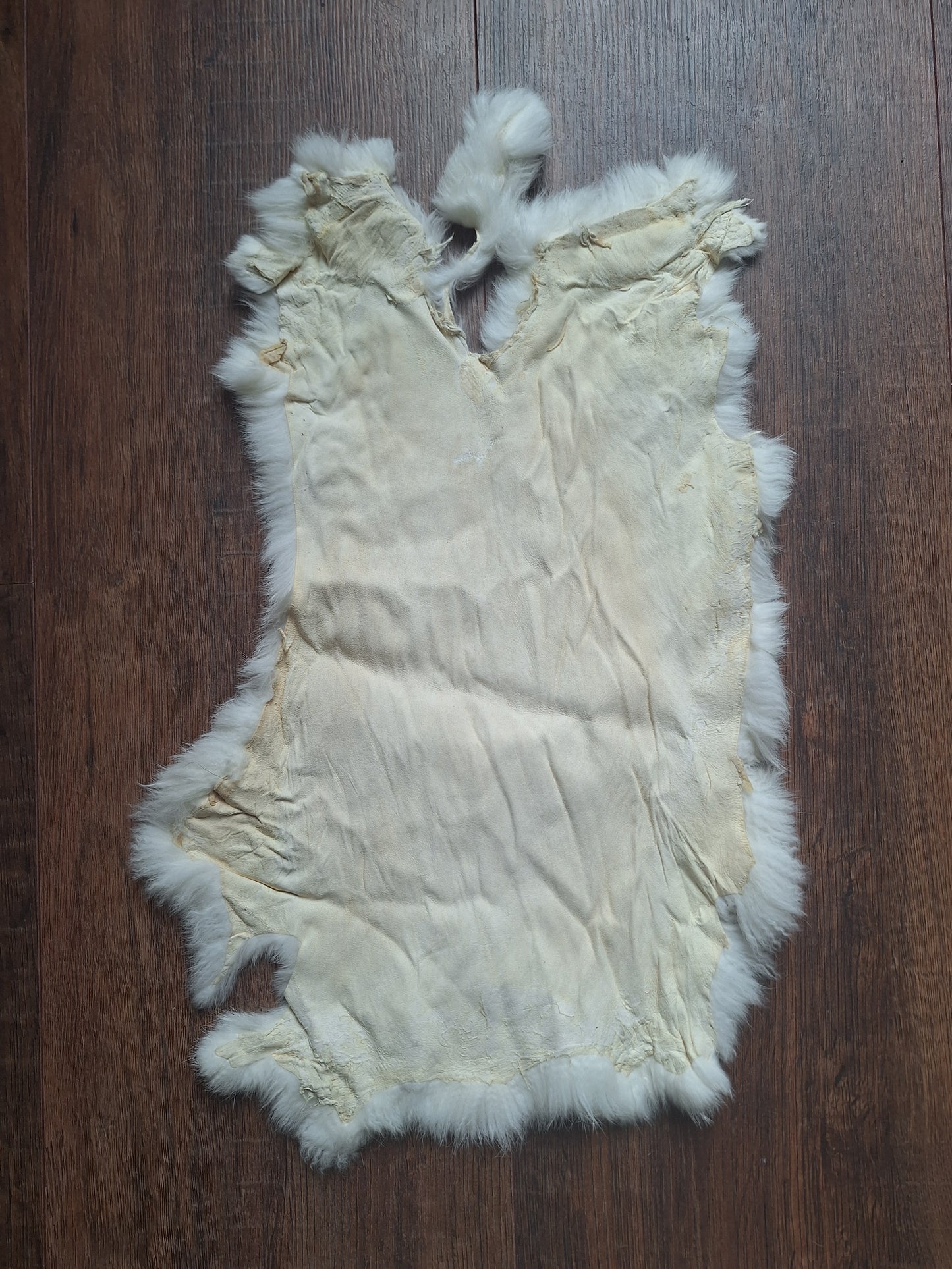 Rabbit hide #21