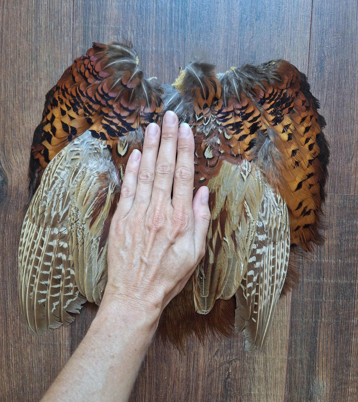 Pheasant skin