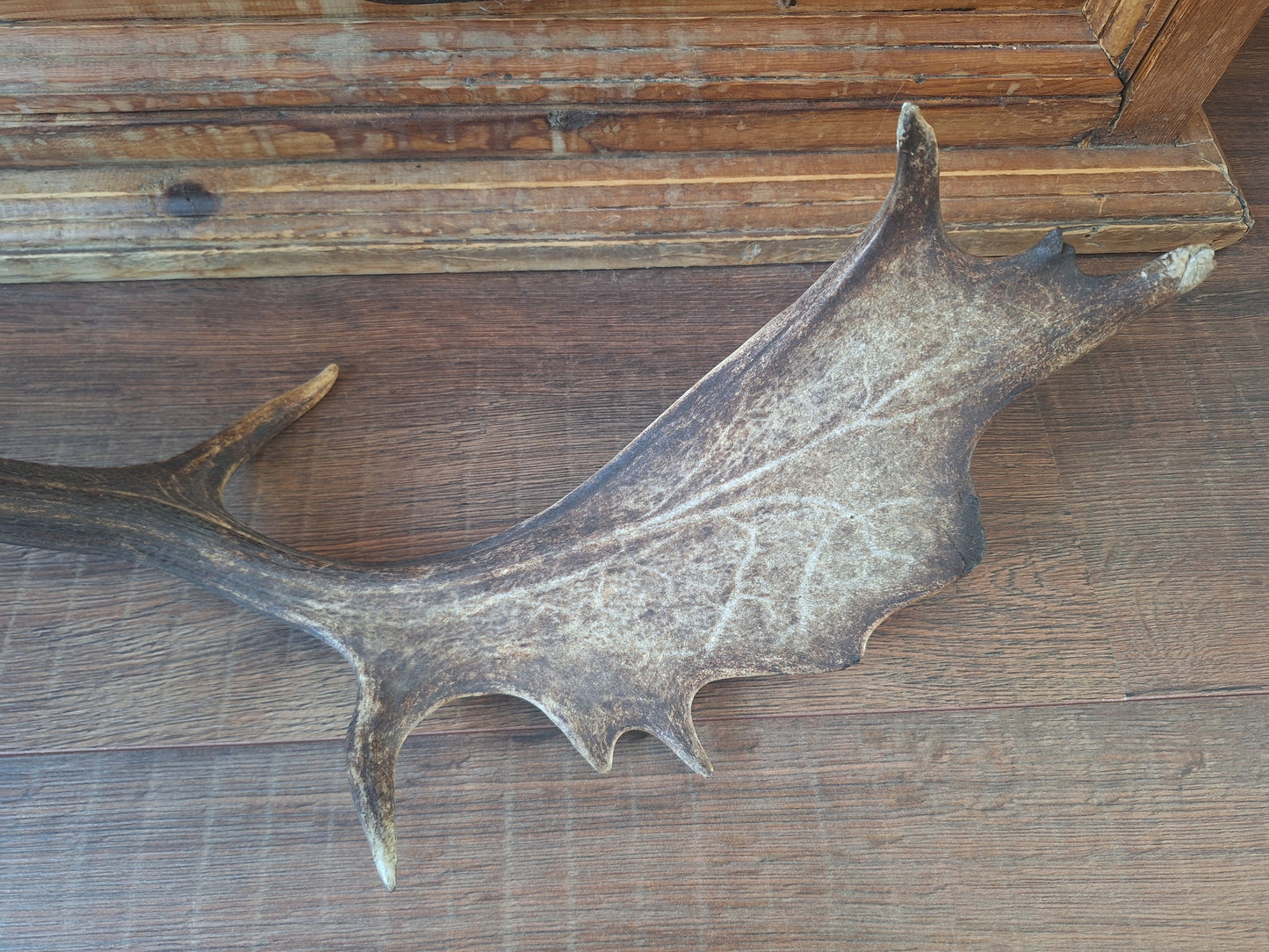 Fallow deer antler, single #13