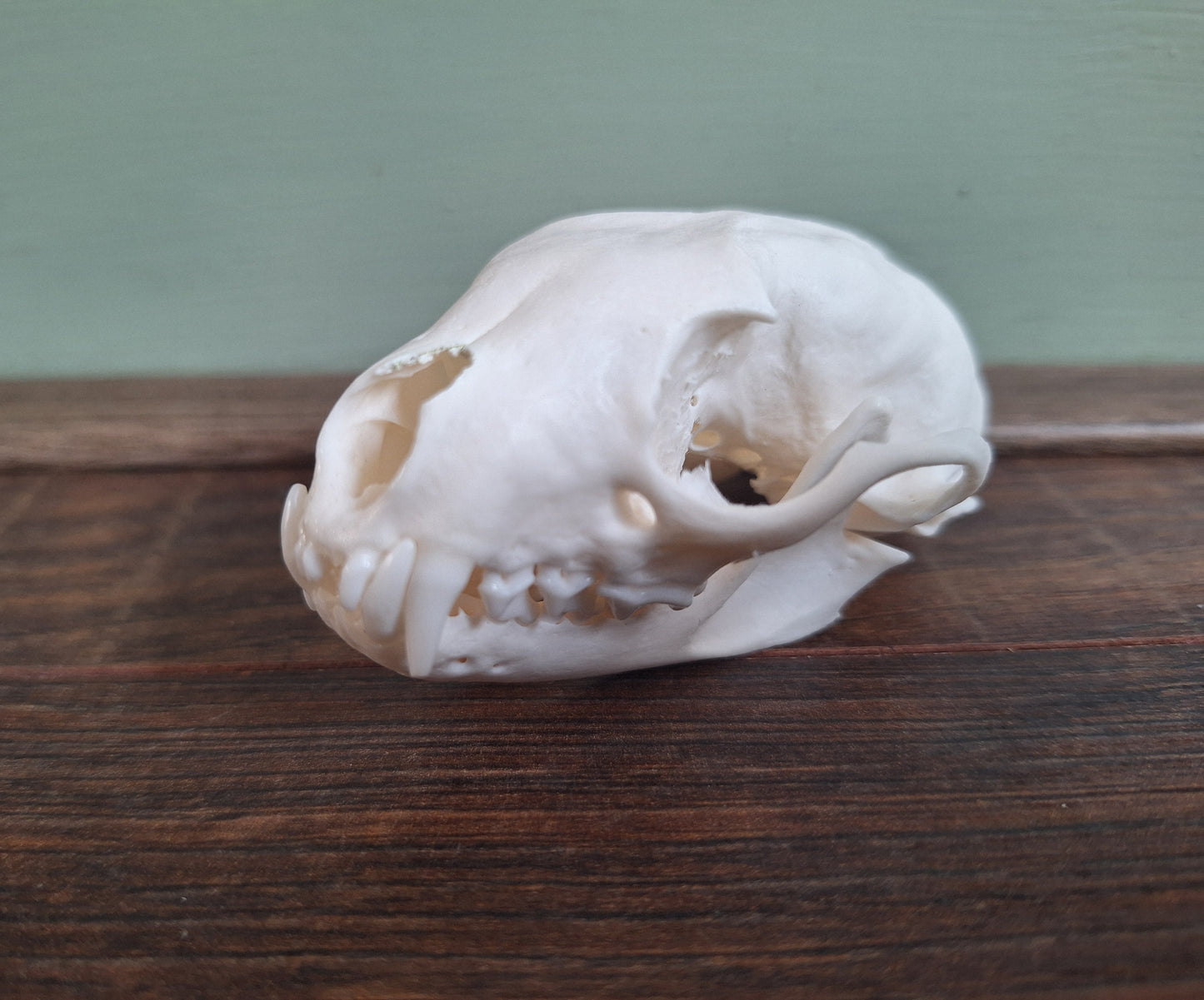 Stone marten skull, B-quality