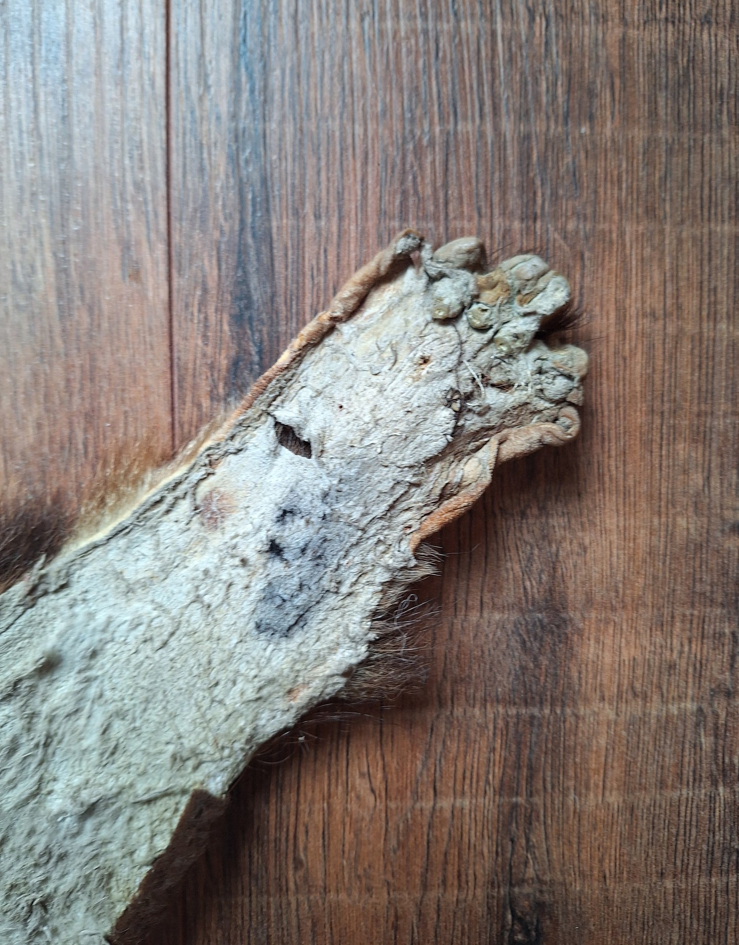 Badger hide #6