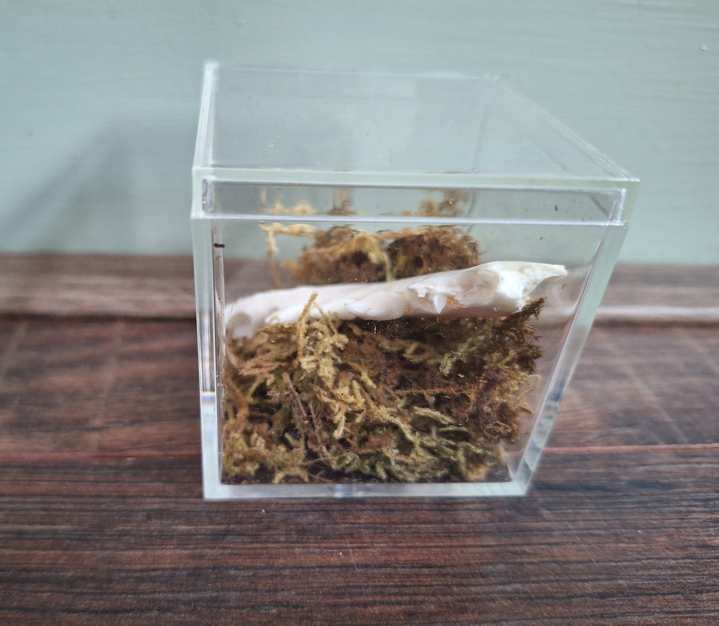 Fox lower jaw, B-quality, in display cube