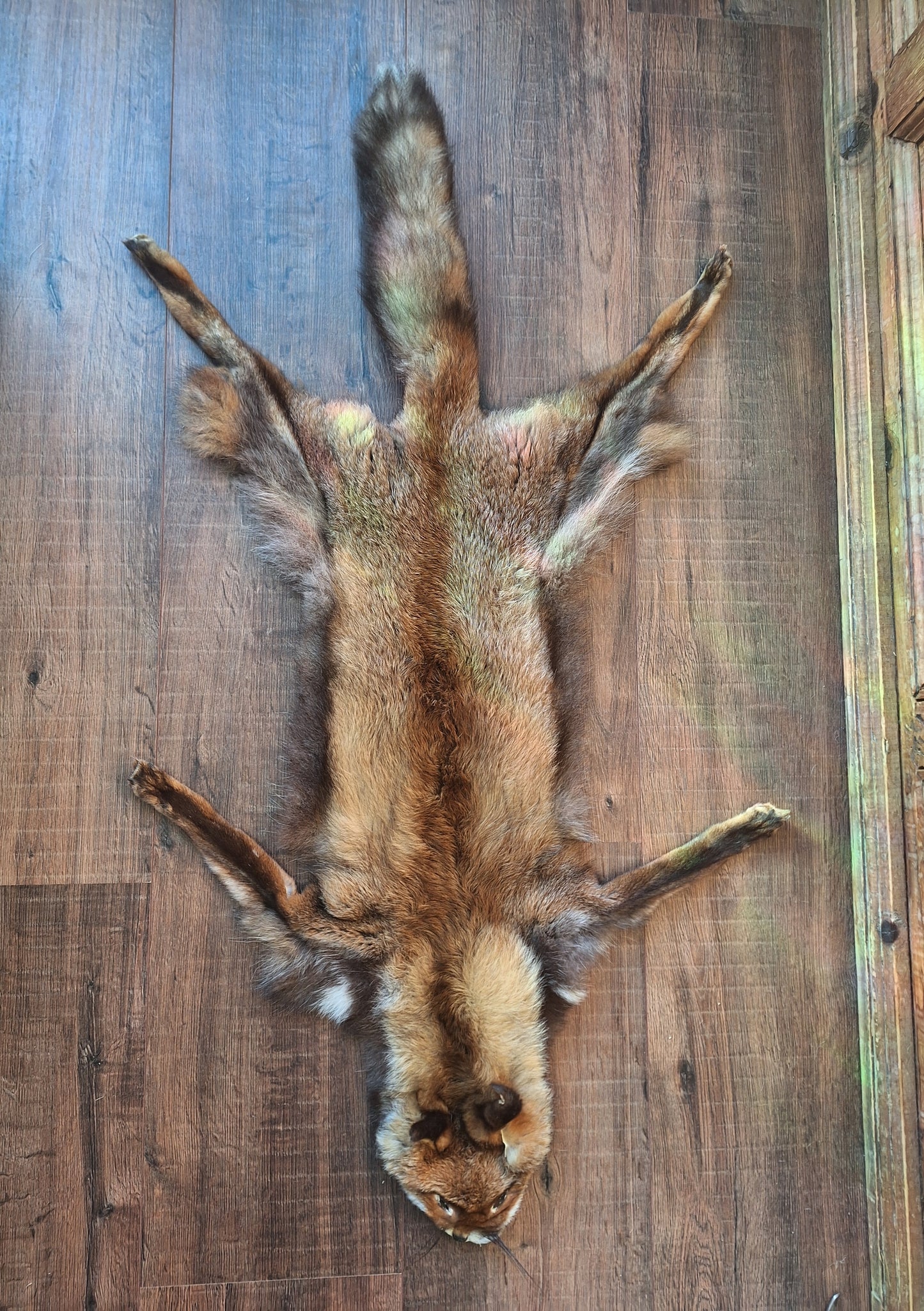 Red fox hide #26