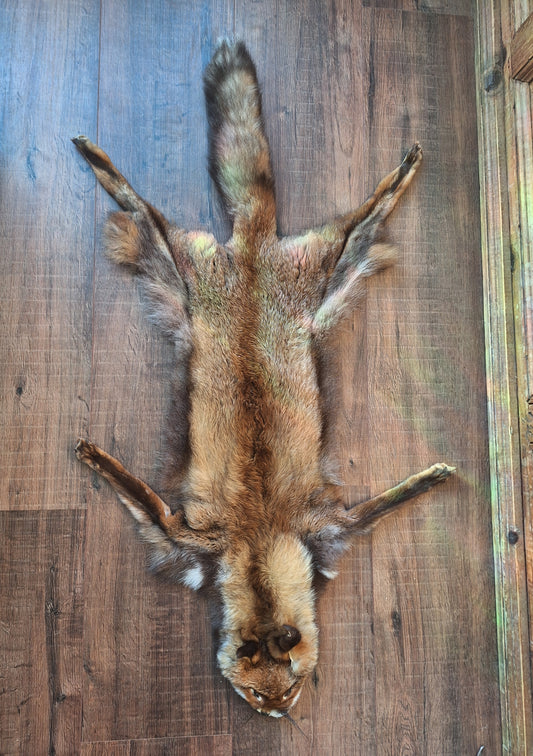 Red fox hide #26