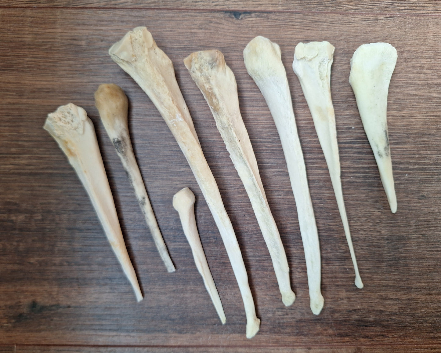 Horse leg bones, crafting sets