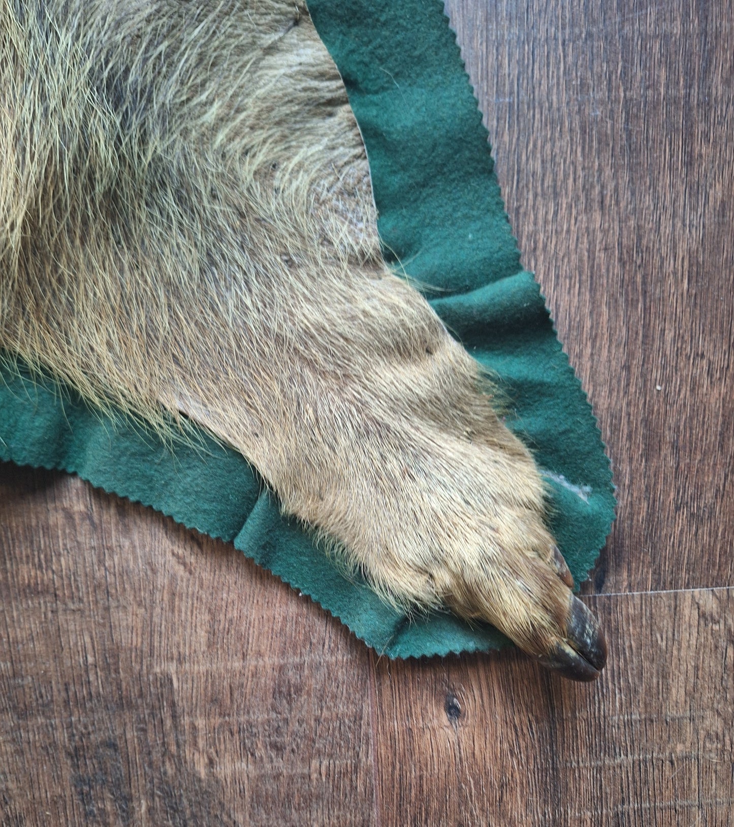 Vintage wild boar hide preparation