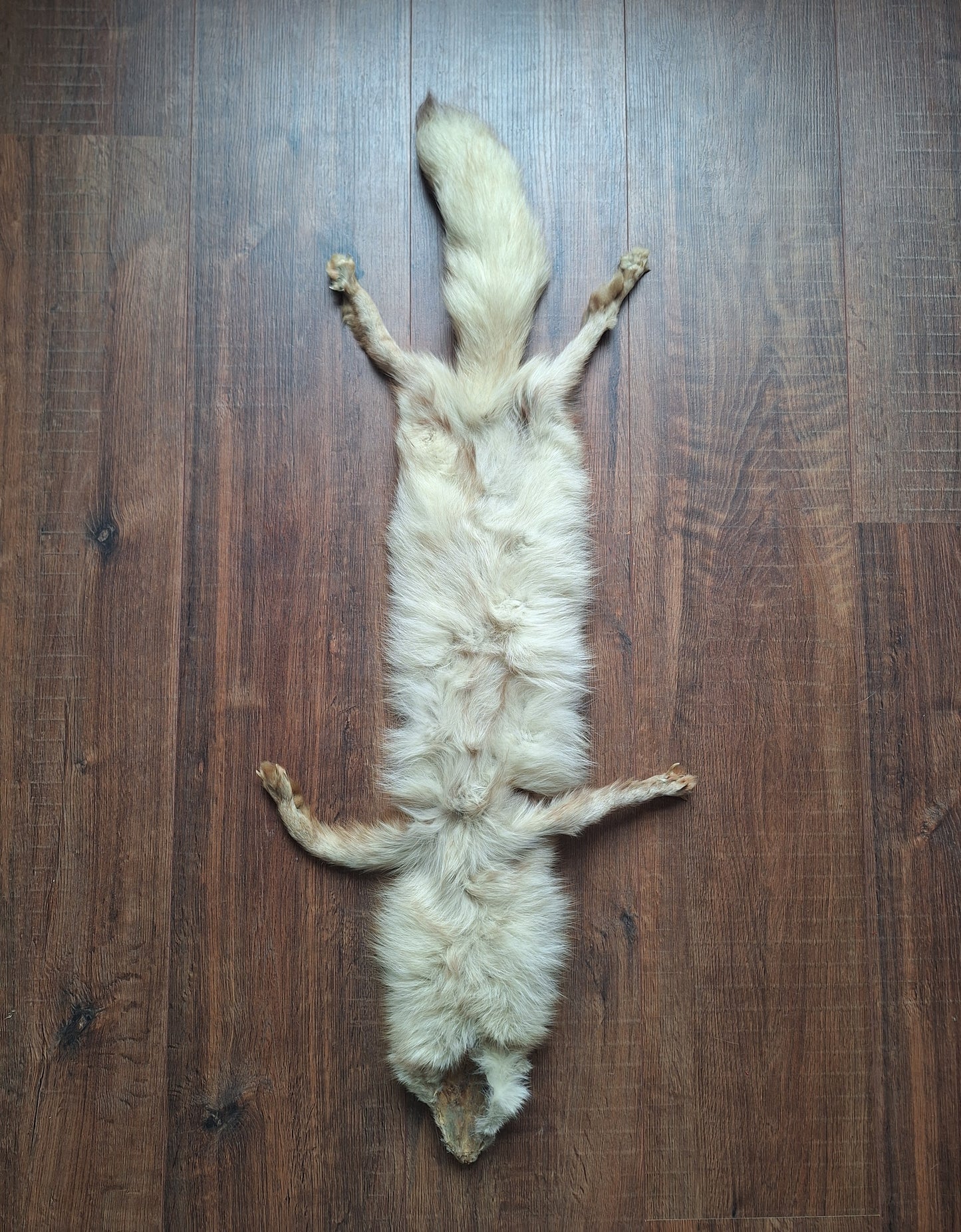 Red fox hide, light color mutation