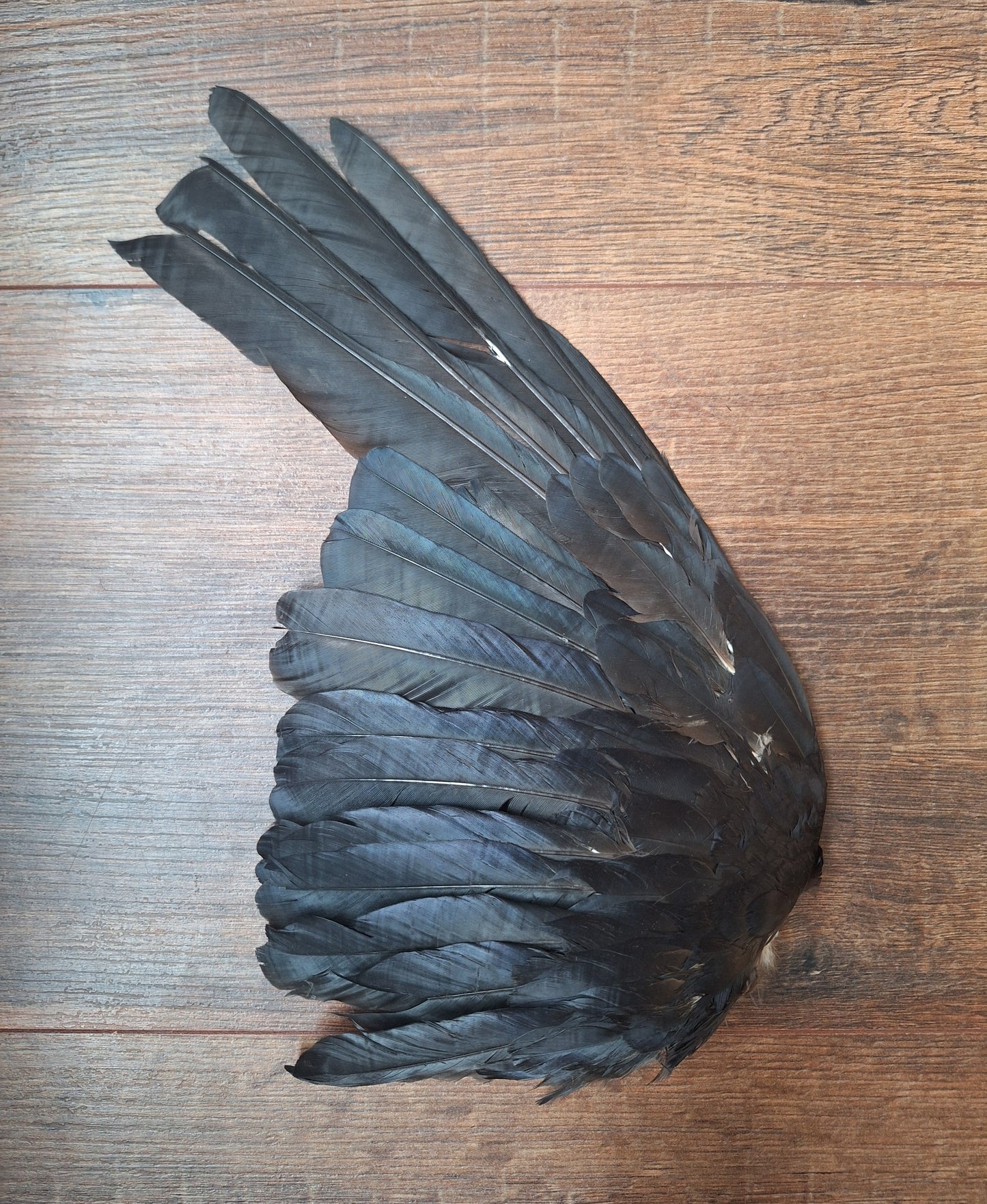 Crow single wing #49, B-quality