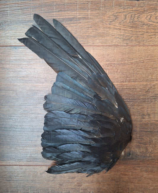 Crow single wing #49, B-quality