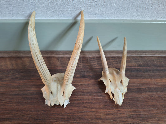 Dorcas gazelle skull cap
