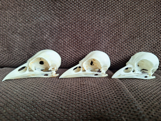 Jackdaw skull