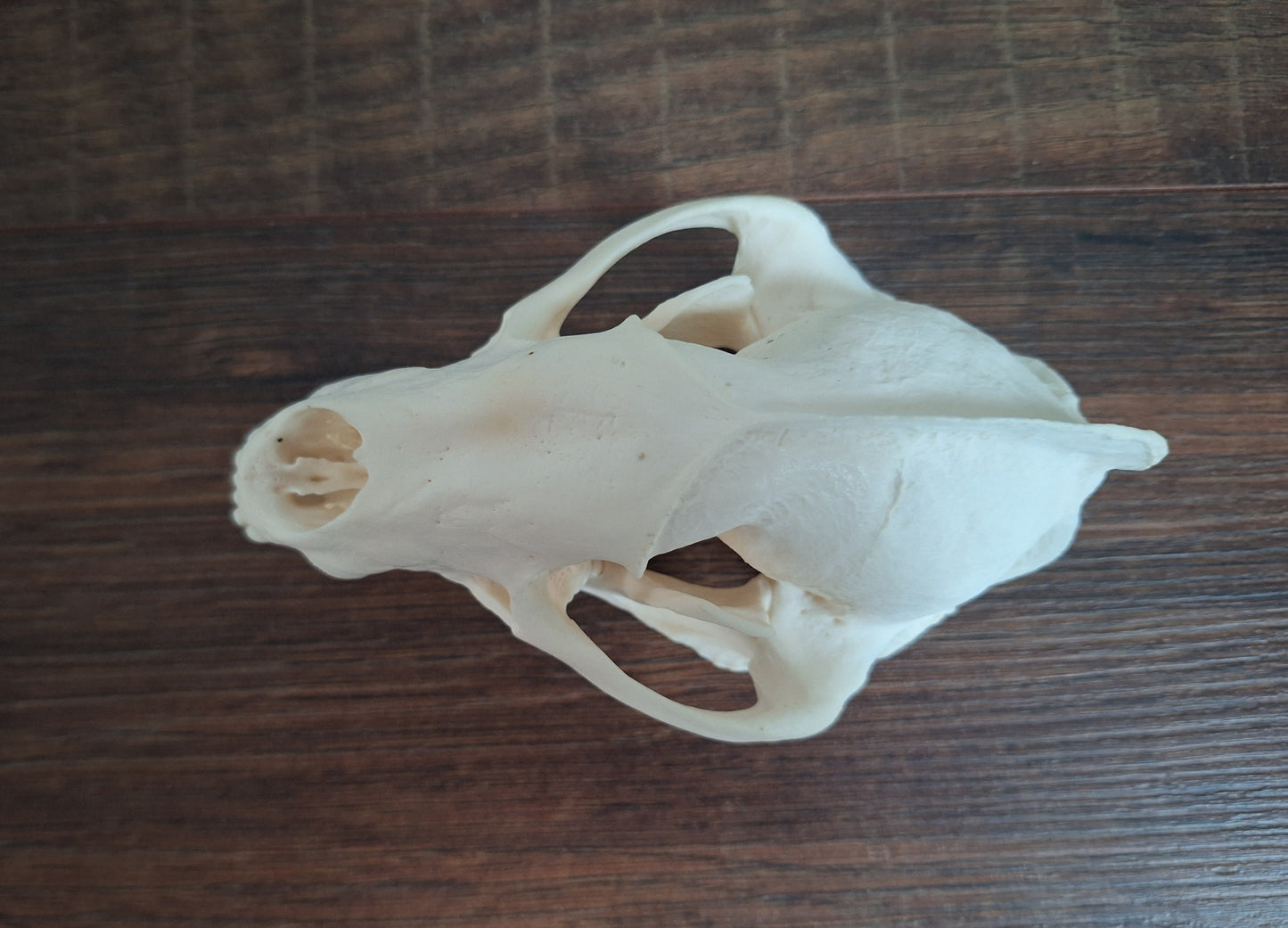 Badger skull #4, B-quality