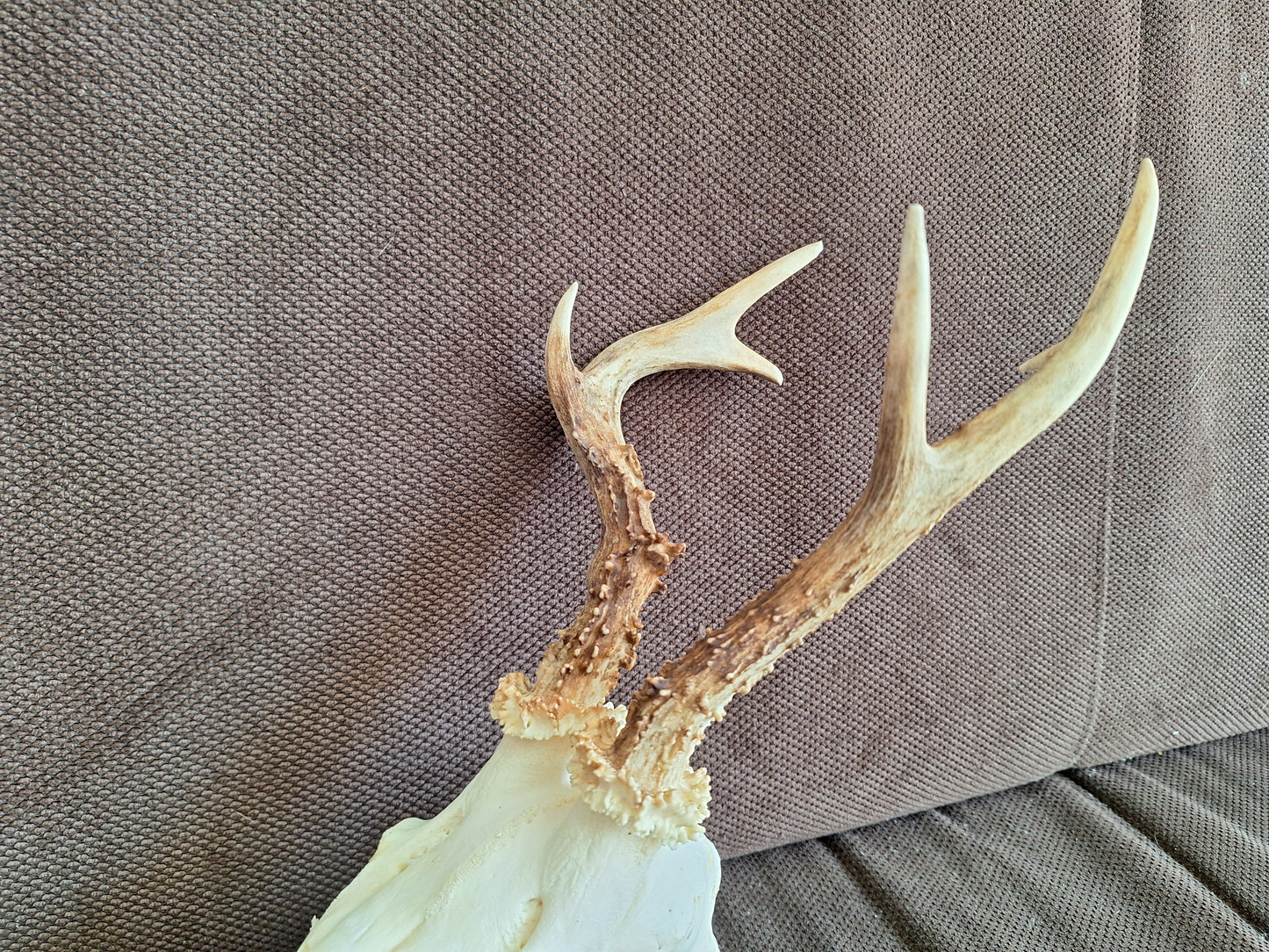 Roe buck skull #3