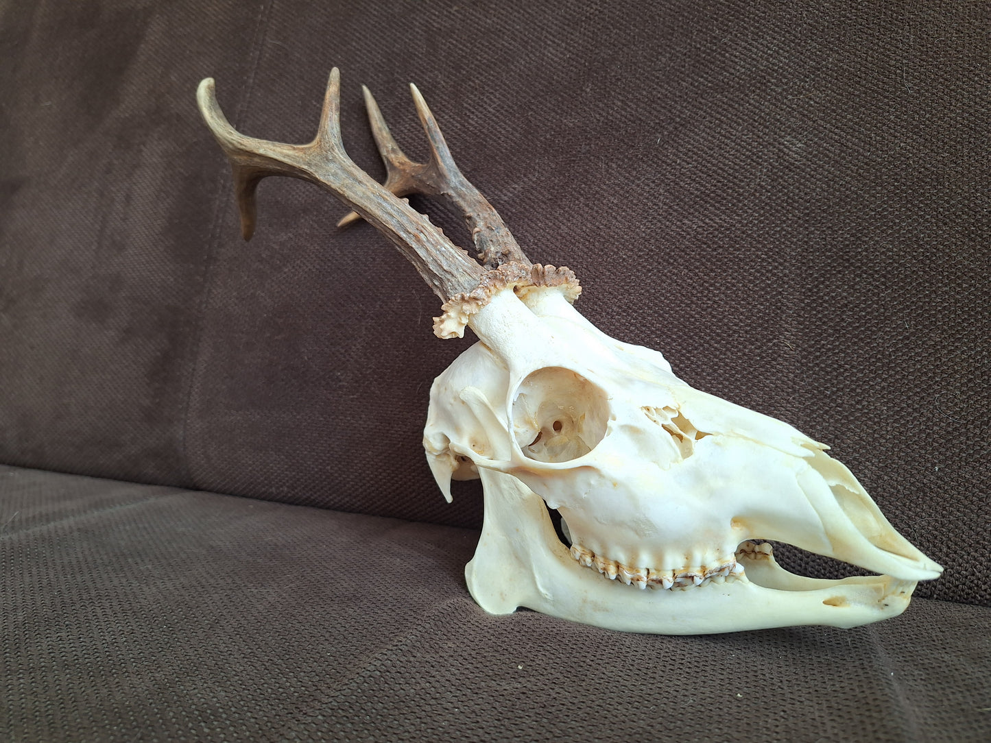 Roe buck skull #2