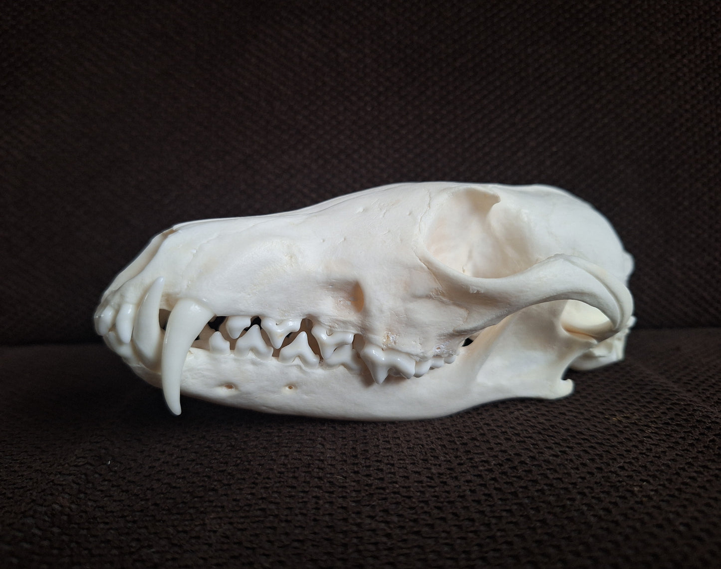 Fox skull #24