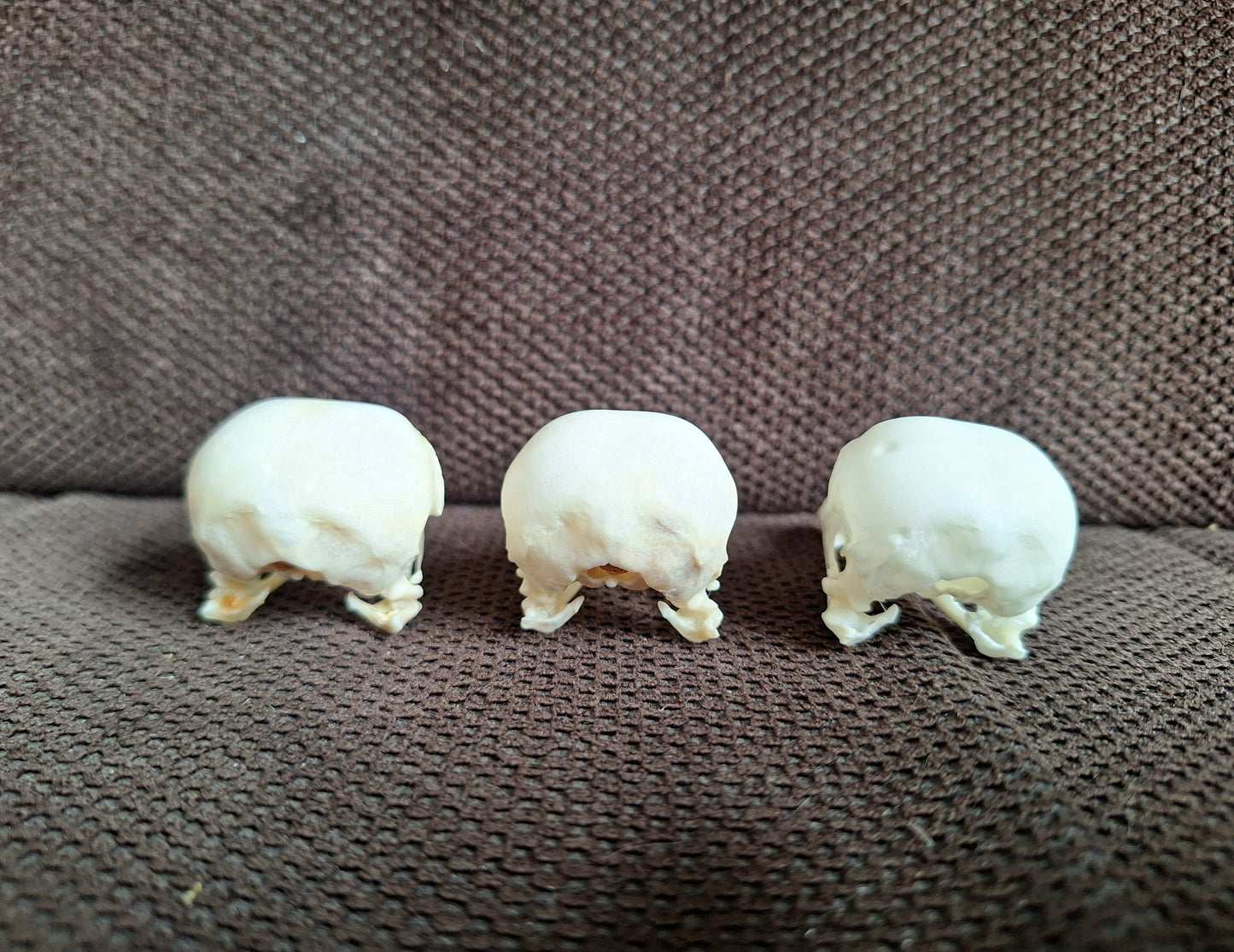 Jackdaw skull