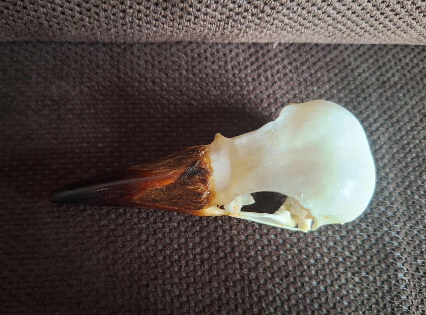 Crow skull #38
