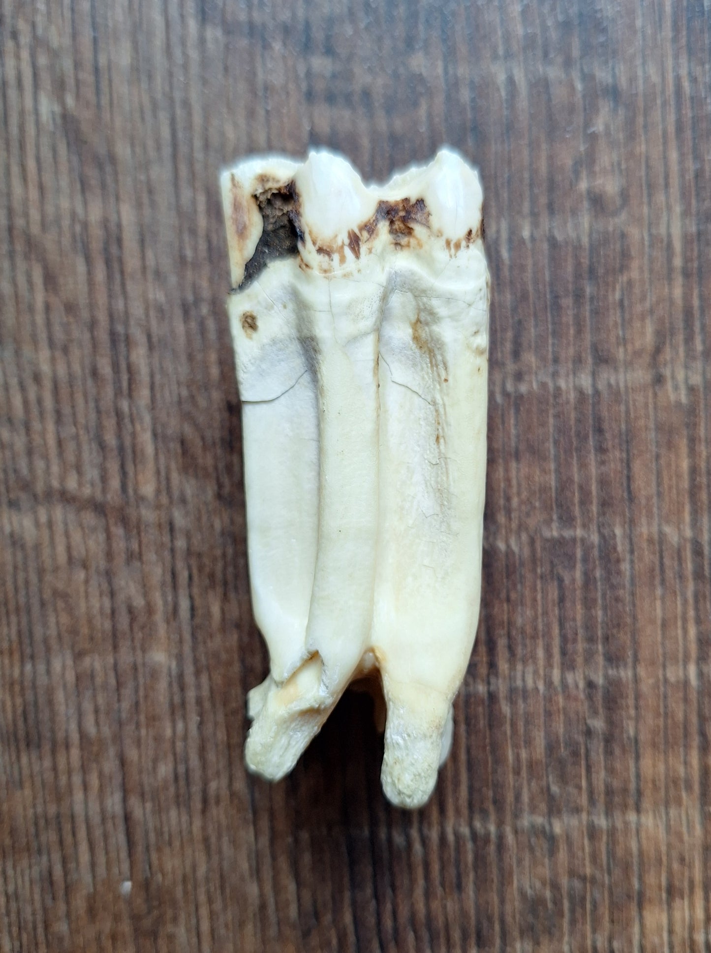 Cow tooth