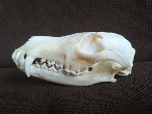 Fox skull #22