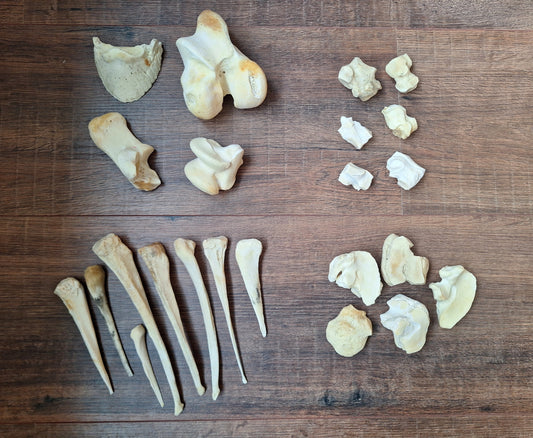 Horse leg bones, crafting sets
