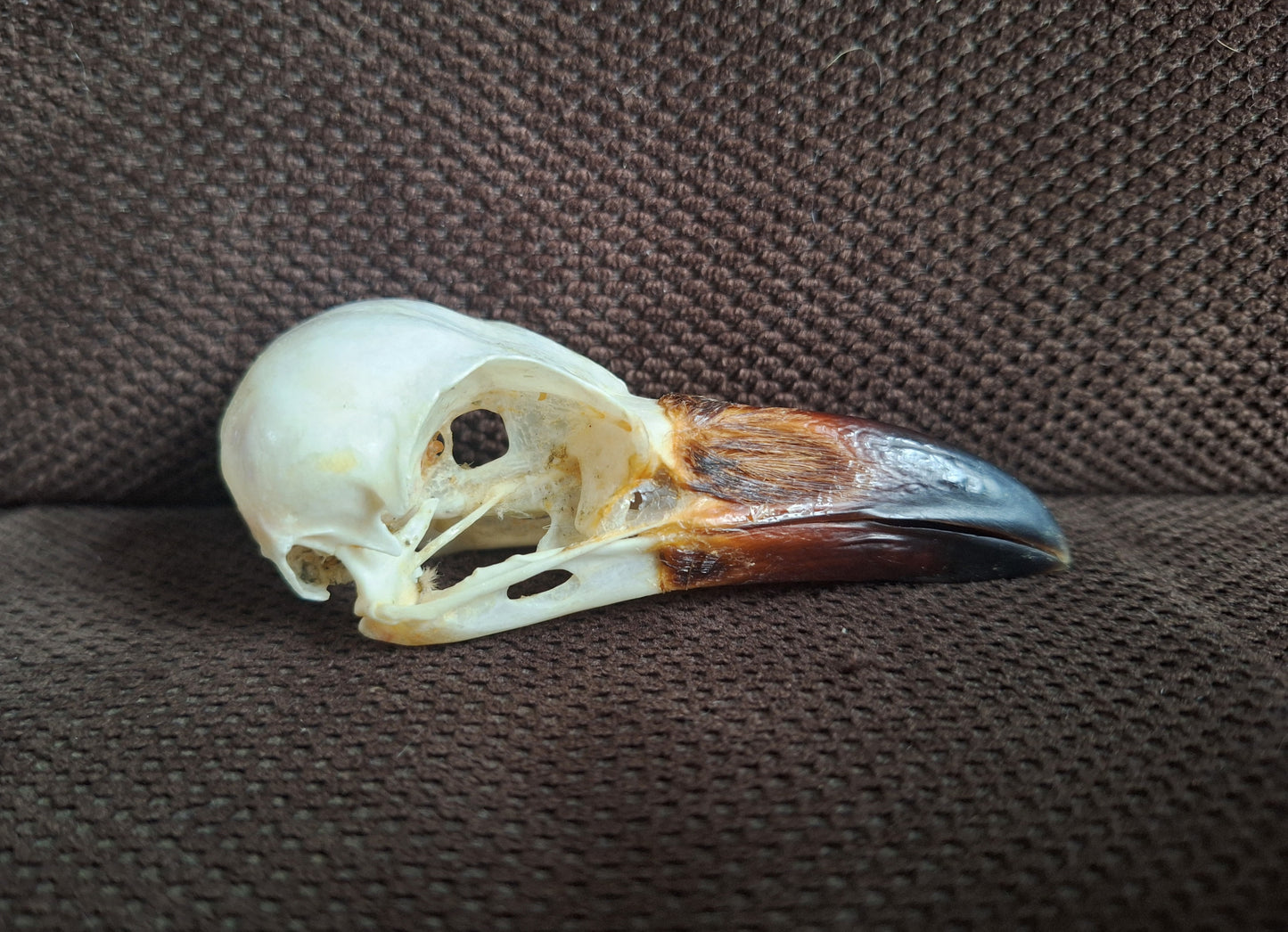 Crow skull #38