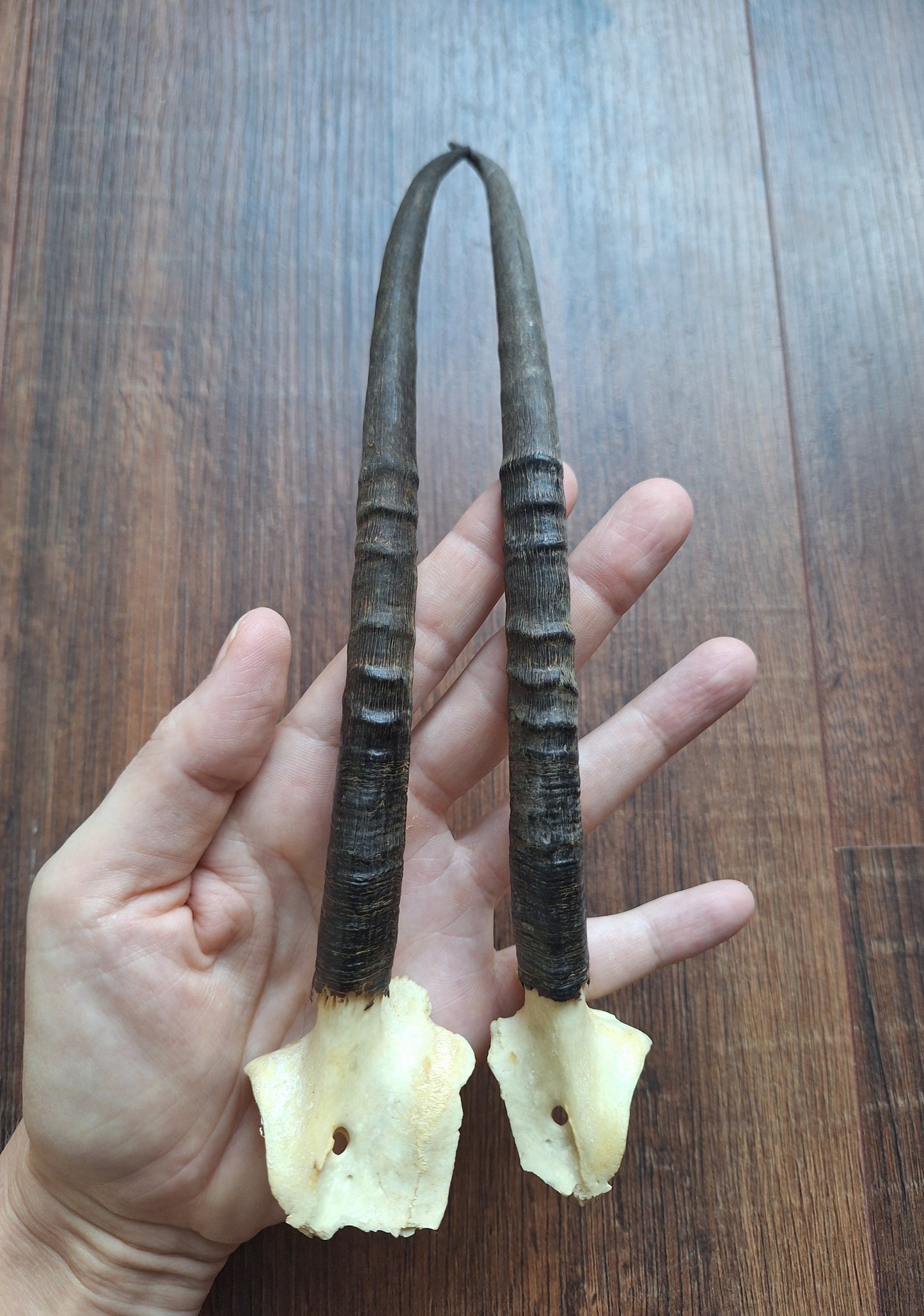 Dorcas gazelle horns, set of 2