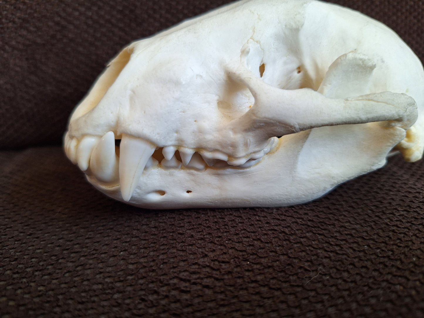 Racoon skull #3, B-quality