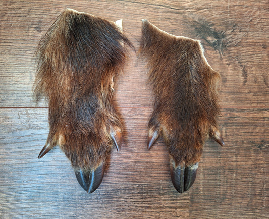 Wild boar lower leg hides