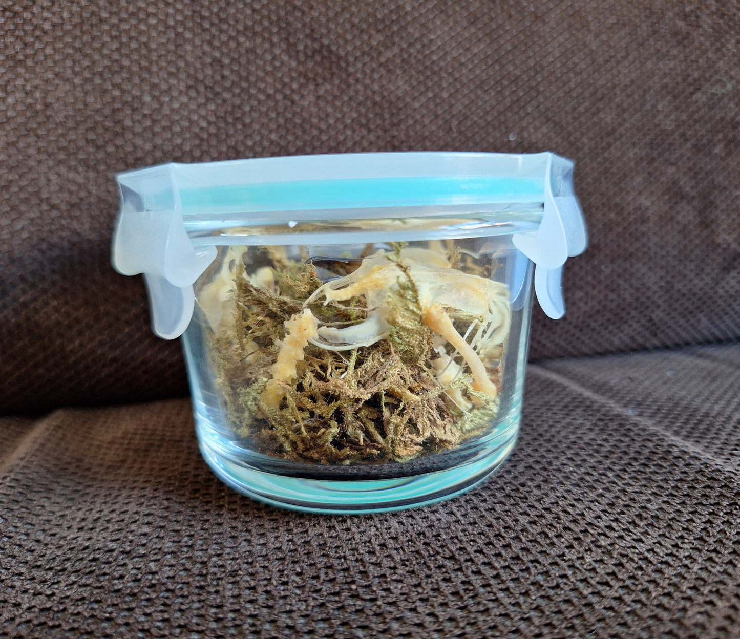Jackdaw partial skeleton in glass jar