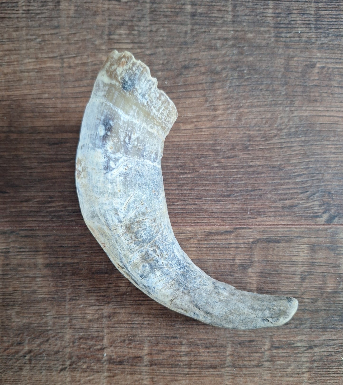 Cow horns