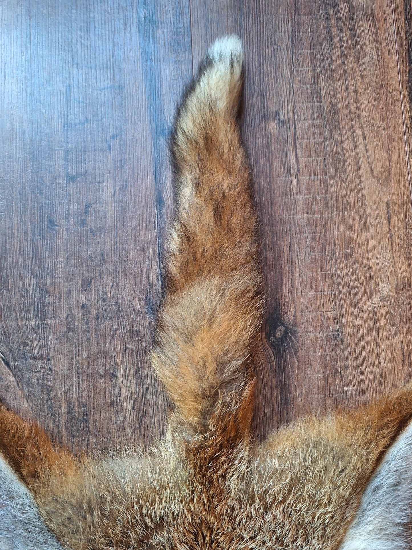Red fox hide #24
