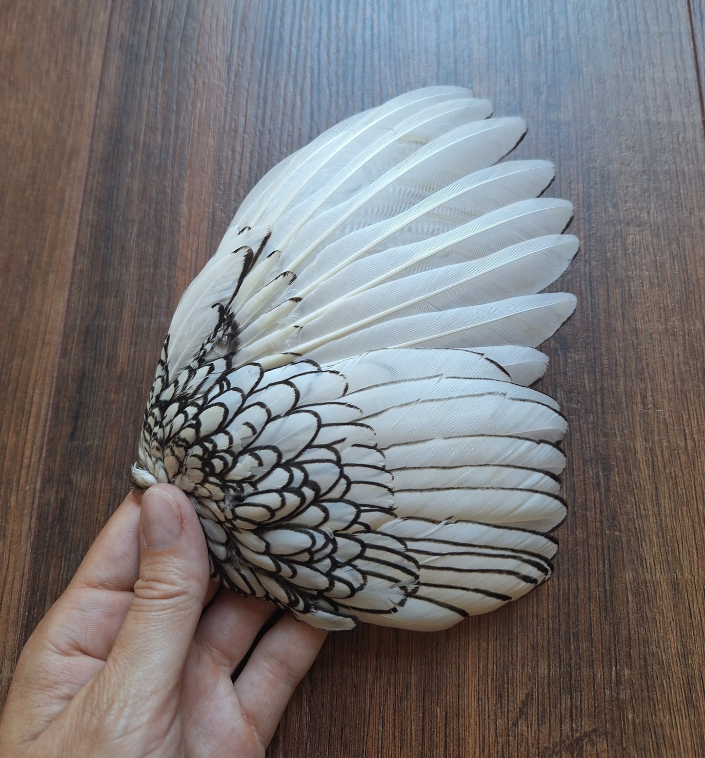 Chicken wing
