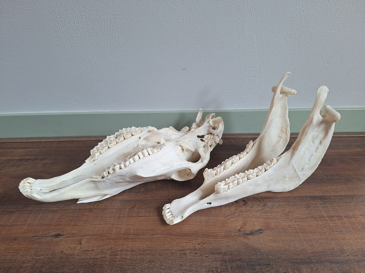 Horse skull