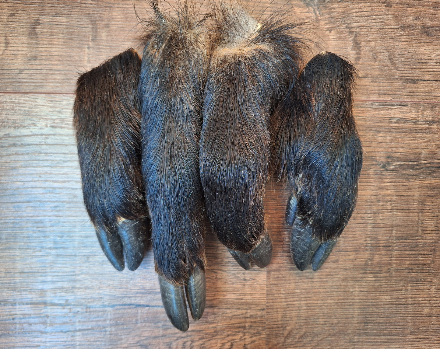 Wild boar lower legs