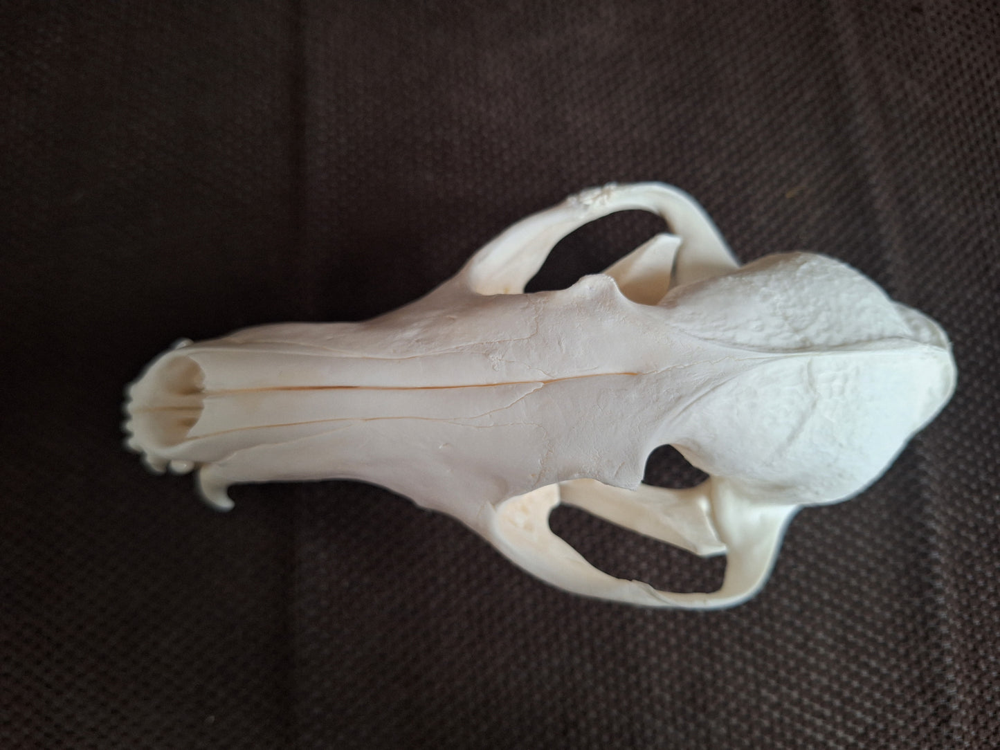 Fox skull #25