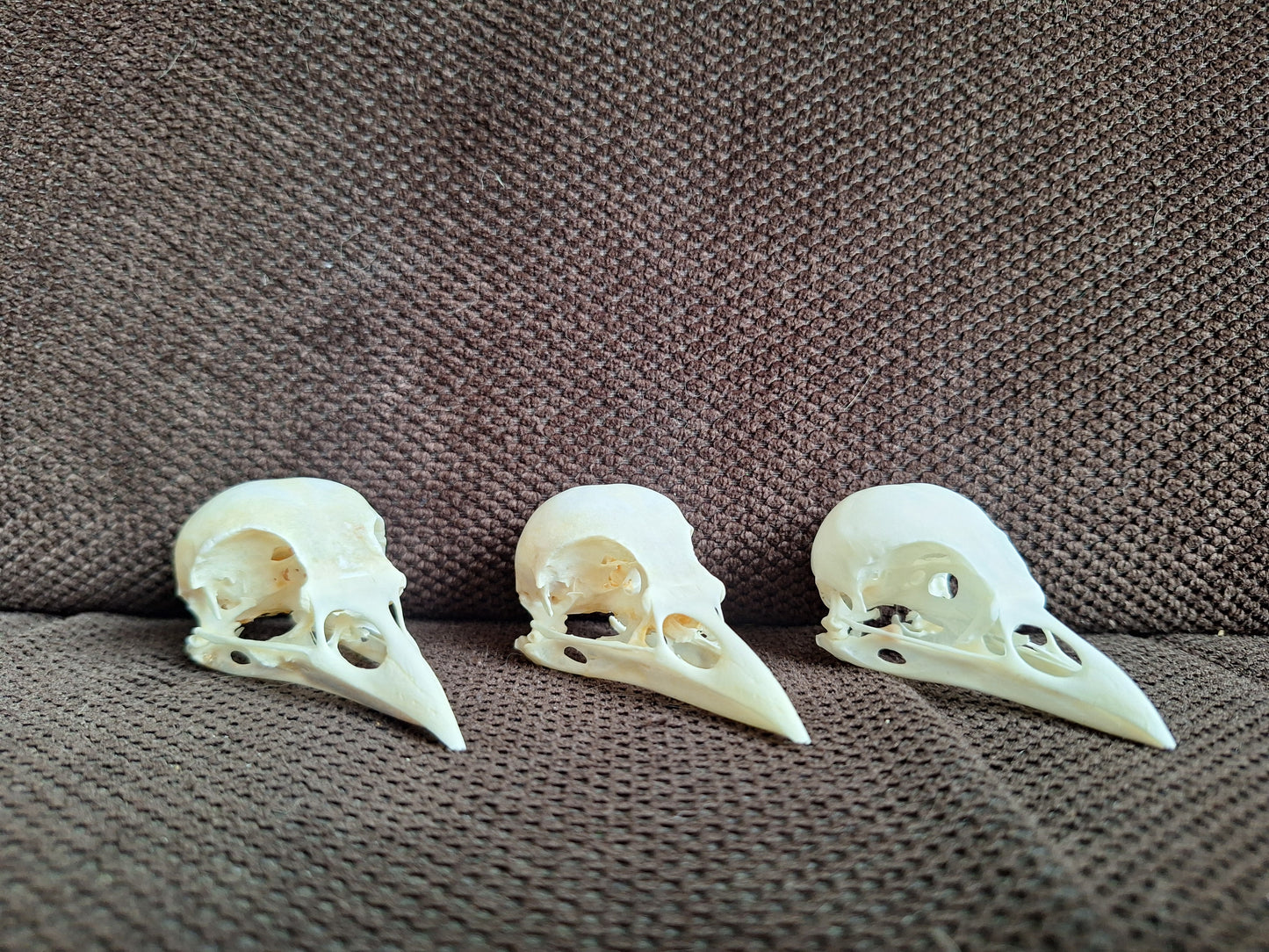 Jackdaw skull